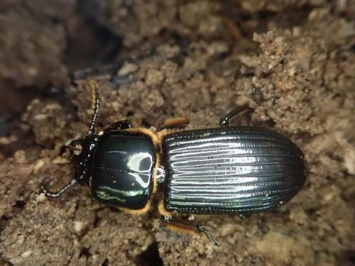 Réf. 245 207 : Passalus trinesides